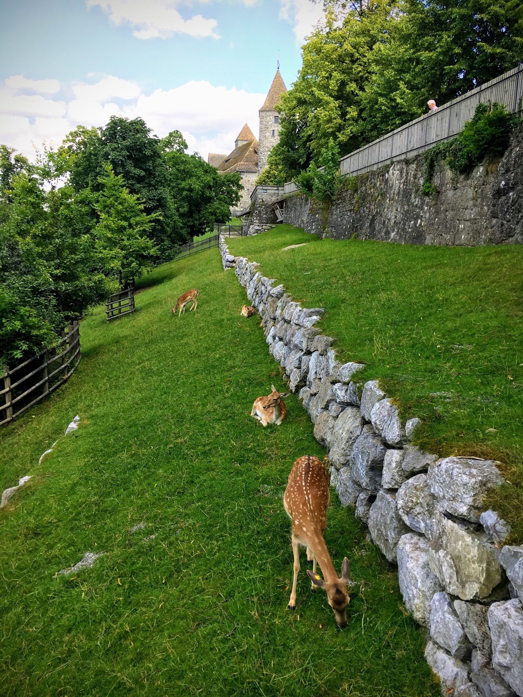 The Rapperswil Castle population is enjoying the sunshine! #lifeatexpedia #sunshine #Switzerland