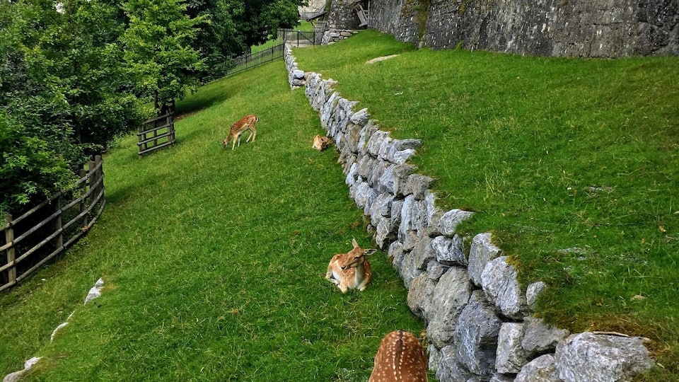 The Rapperswil Castle population is enjoying the sunshine! #lifeatexpedia #sunshine #Switzerland