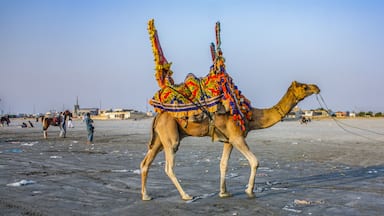 Camel Ride At Sea View Clifton Beach, Karachi, Pakistan