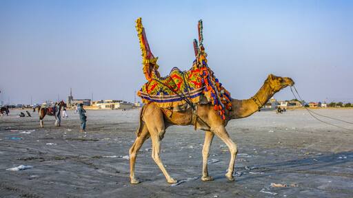 Camel Ride At Sea View Clifton Beach, Karachi, Pakistan