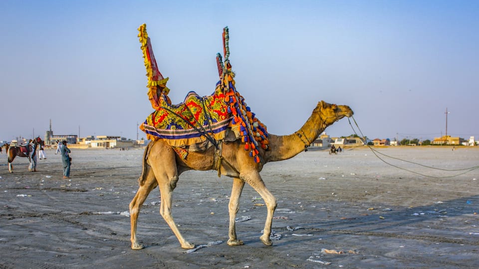 Camel Ride At Sea View Clifton Beach, Karachi, Pakistan