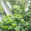 Un puente rodeado de exuberante follaje verde.