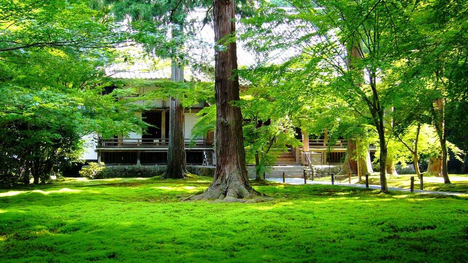 A lush green park with a large tree in the foreground and a building in the background.