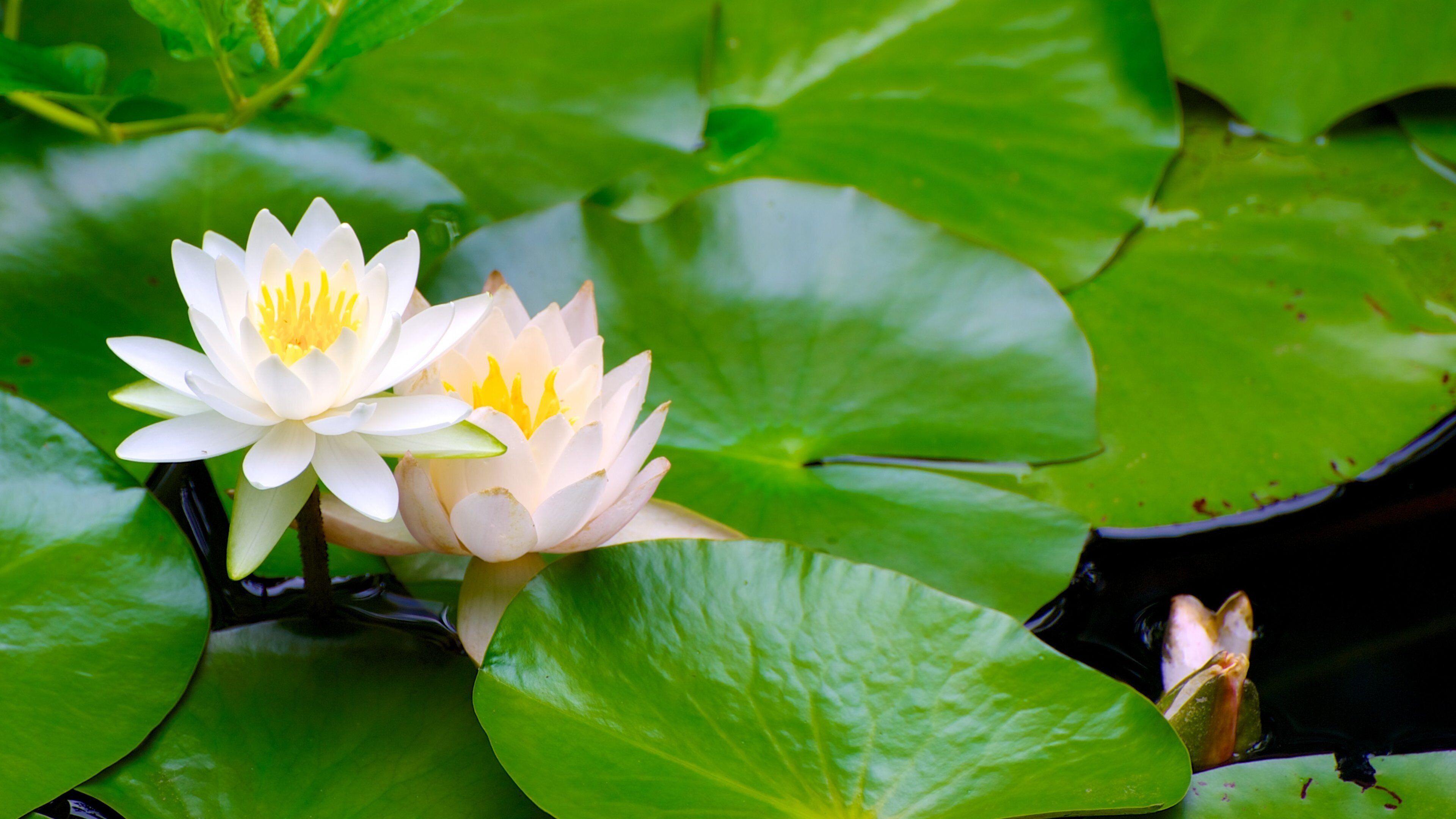 Okazaki which includes a pond and wildflowers