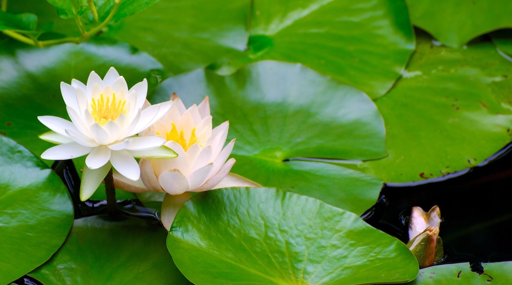 Okazaki which includes a pond and wildflowers