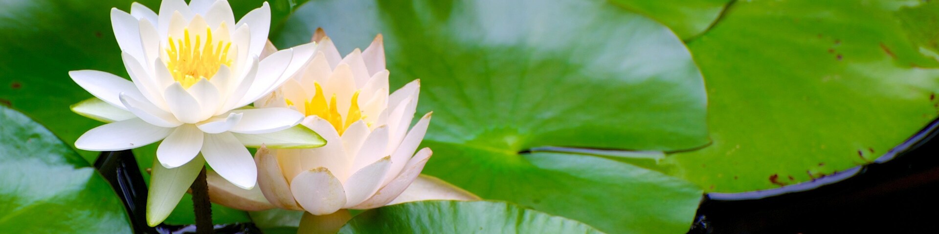 Okazaki which includes a pond and wildflowers