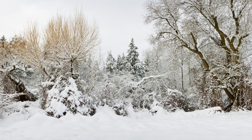 Fresh snowfall in Pacific Spirit Regional Park, West Point Grey, Vancouver, Canada; Vancouver, British Columbia, Canada