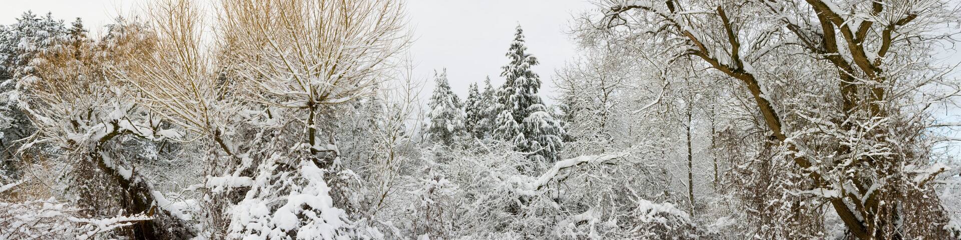 Fresh snowfall in Pacific Spirit Regional Park, West Point Grey, Vancouver, Canada; Vancouver, British Columbia, Canada