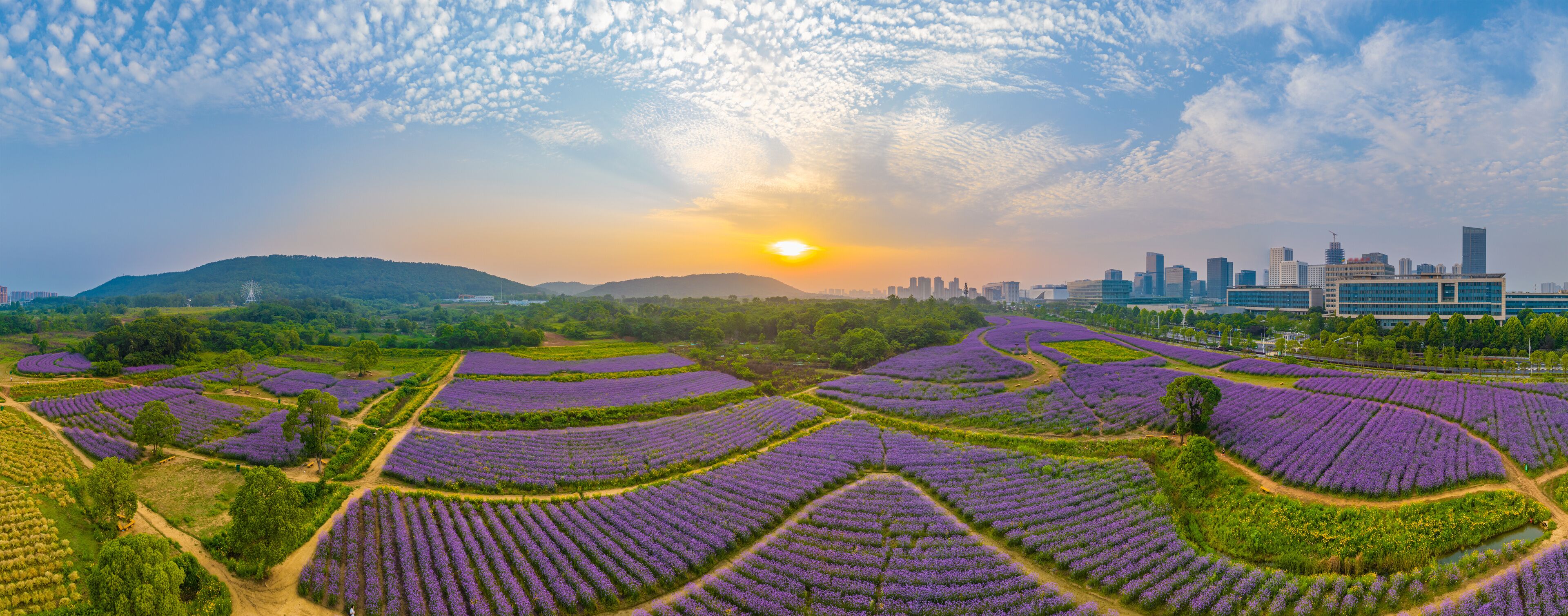 Aerial view of Jiufengshan Flower Sea Park in Wuhan Optics Valley