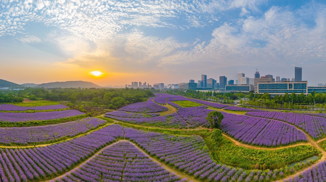 Aerial view of Jiufengshan Flower Sea Park in Wuhan Optics Valley