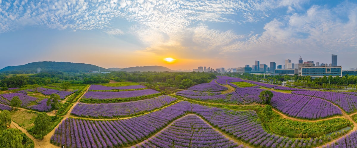 Aerial view of Jiufengshan Flower Sea Park in Wuhan Optics Valley