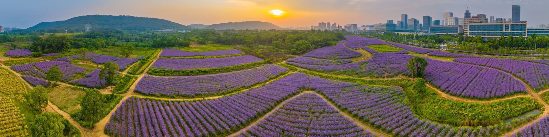 Aerial view of Jiufengshan Flower Sea Park in Wuhan Optics Valley