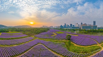 ออปติกส์แวลลีย์