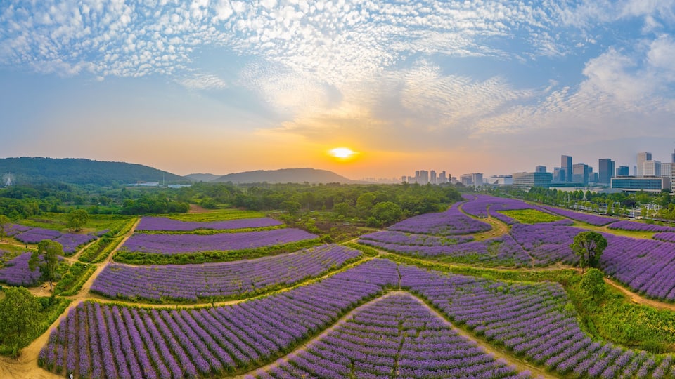 Aerial view of Jiufengshan Flower Sea Park in Wuhan Optics Valley