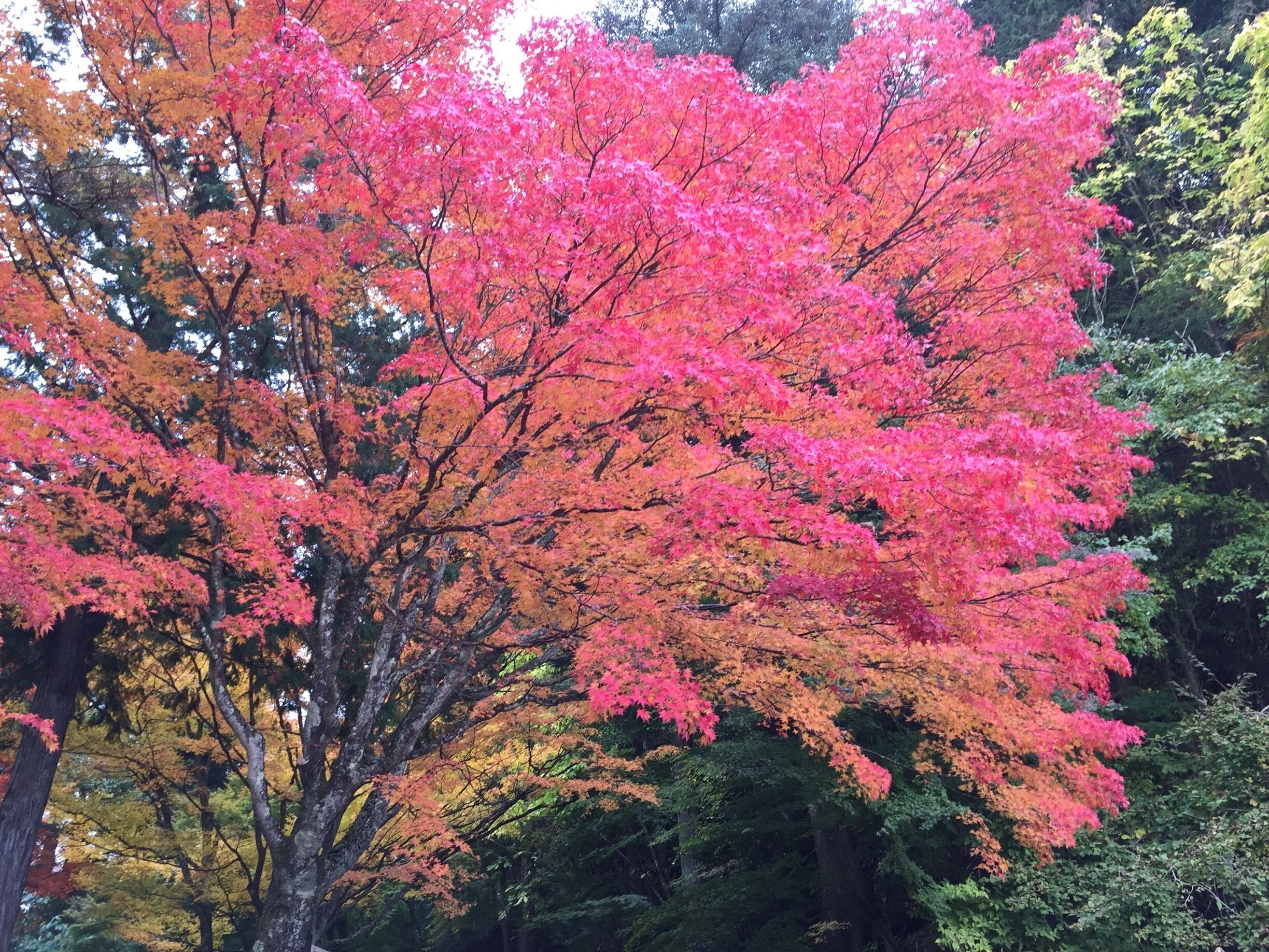 Beautiful Fall foliage at Shiroyama Park. Also offers a great birds eye view of Takayama