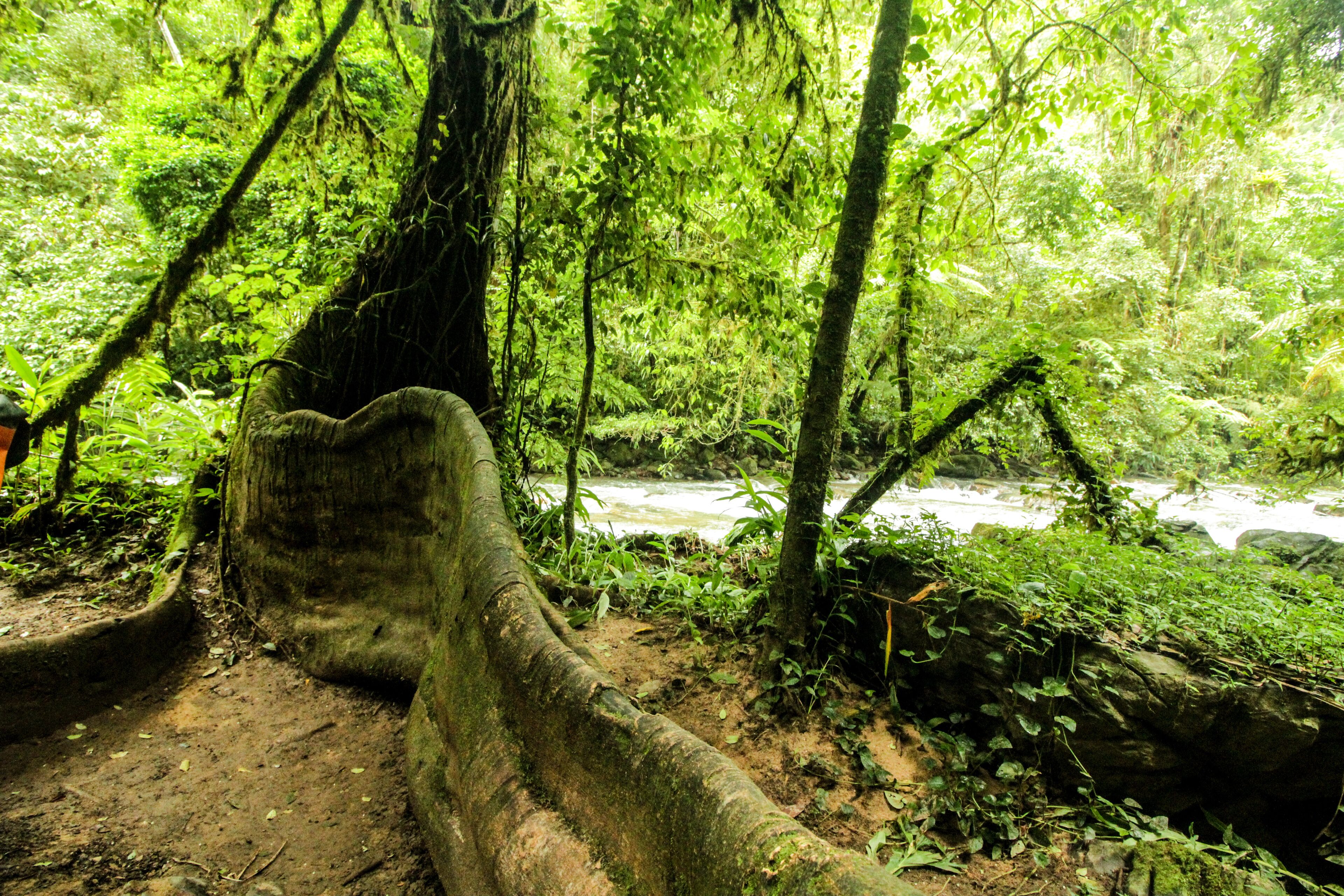 Trilha no rio Betary no parque estadual Petar no vale do ribeira estado de são paulo brazil, com chachoeiras, cavernas, árvores, plantas
