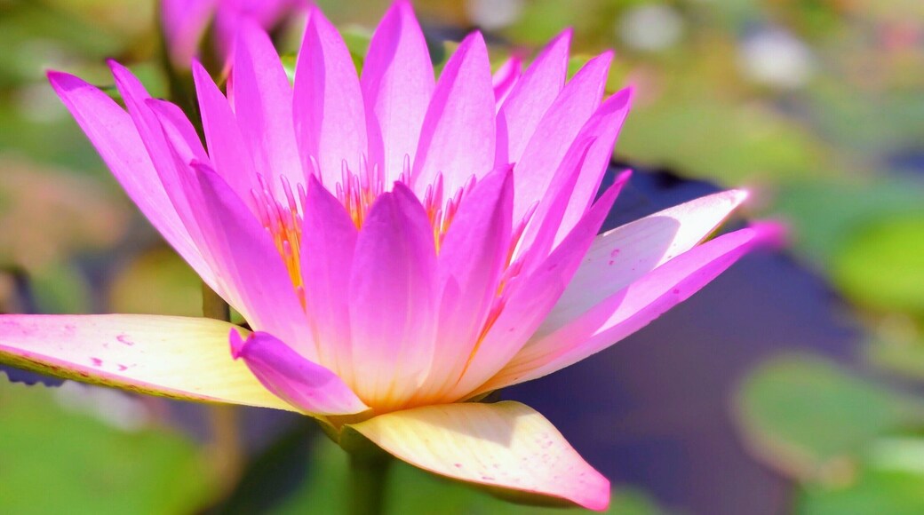 Lily pond for one of the Par 3 holes