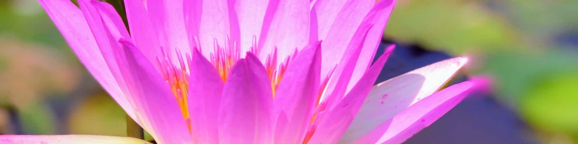 Lily pond for one of the Par 3 holes
