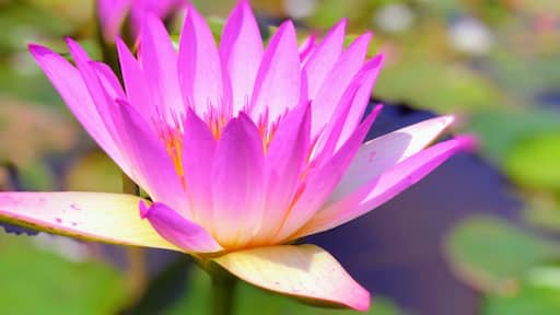 Lily pond for one of the Par 3 holes
