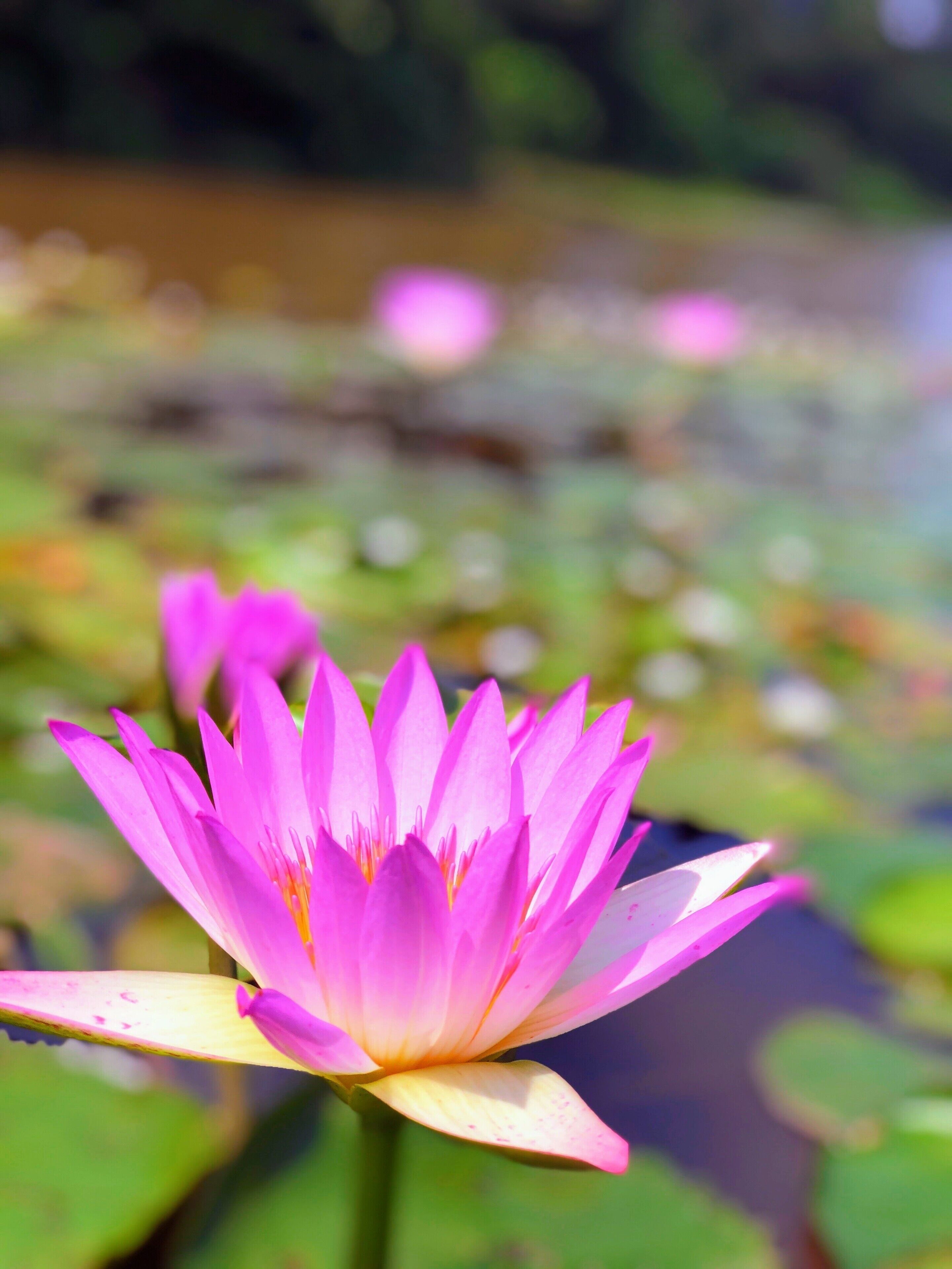 A vibrant pink water lily in full bloom with a blurred background of water and greenery.