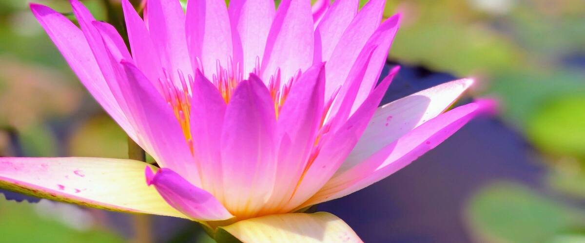 A vibrant pink water lily in full bloom with a blurred background of water and greenery.