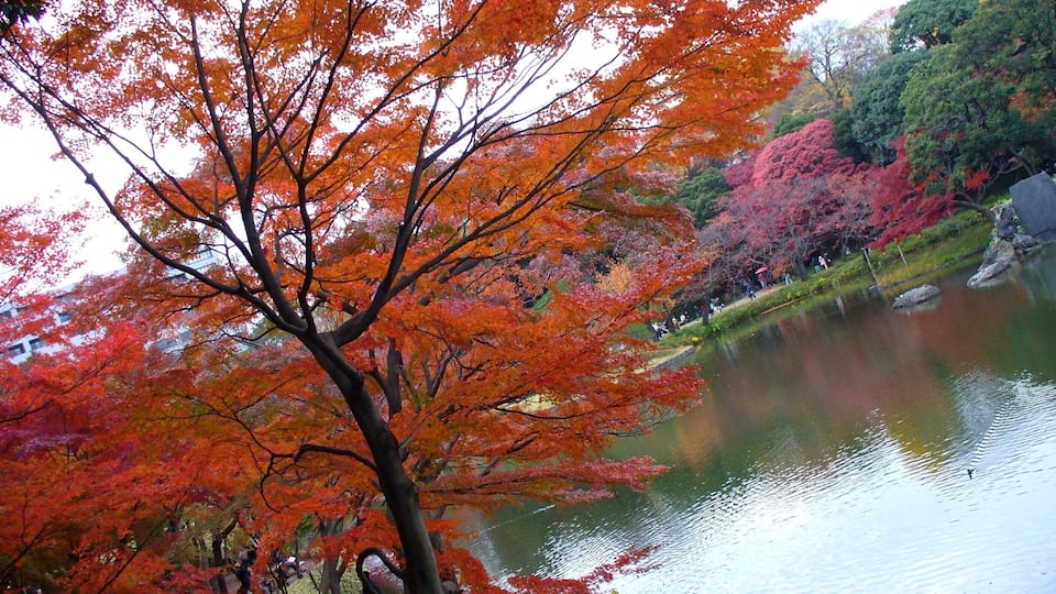 小石川植物園(2009.11.28撮影)