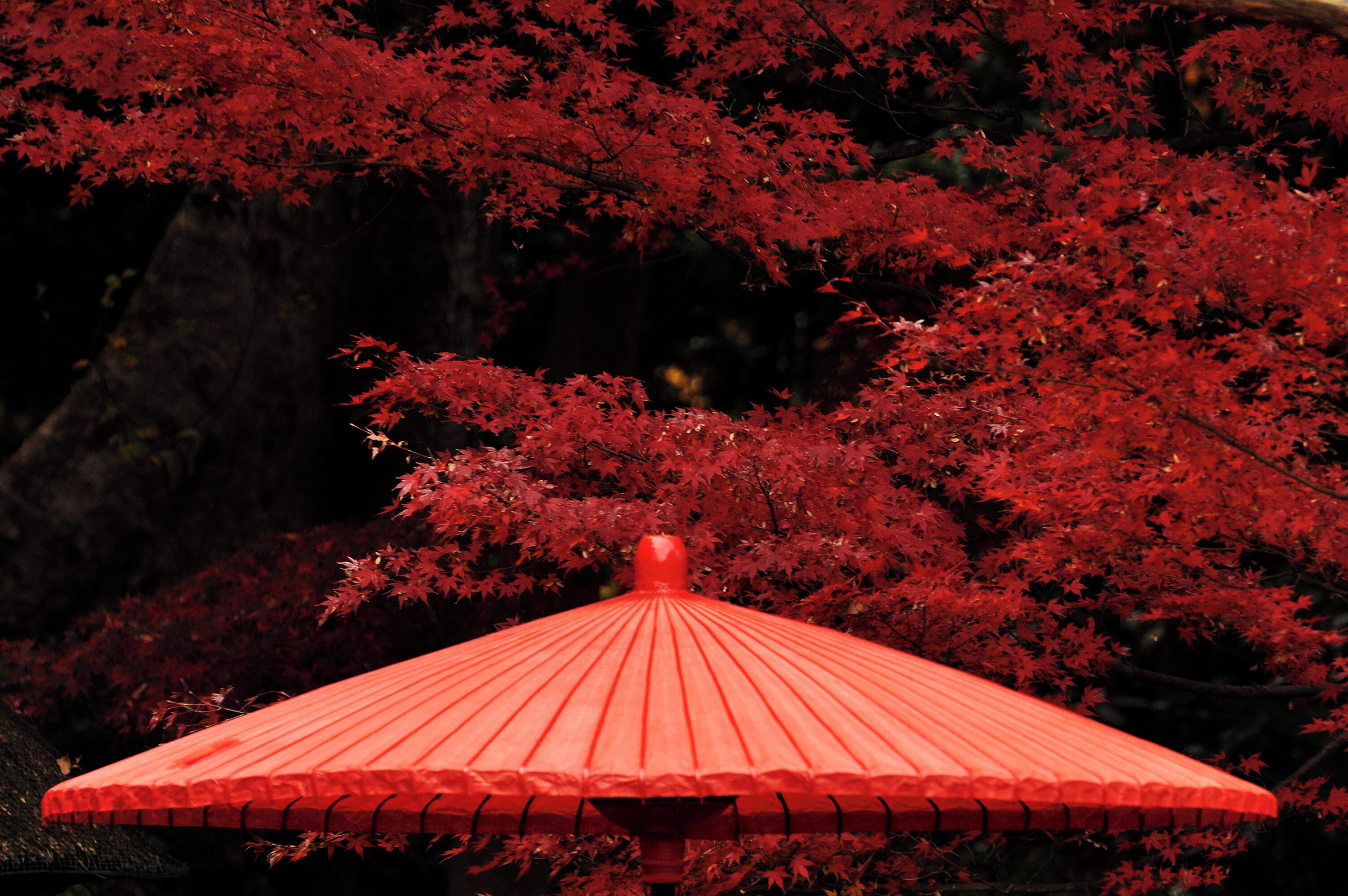 小石川後楽園の紅葉