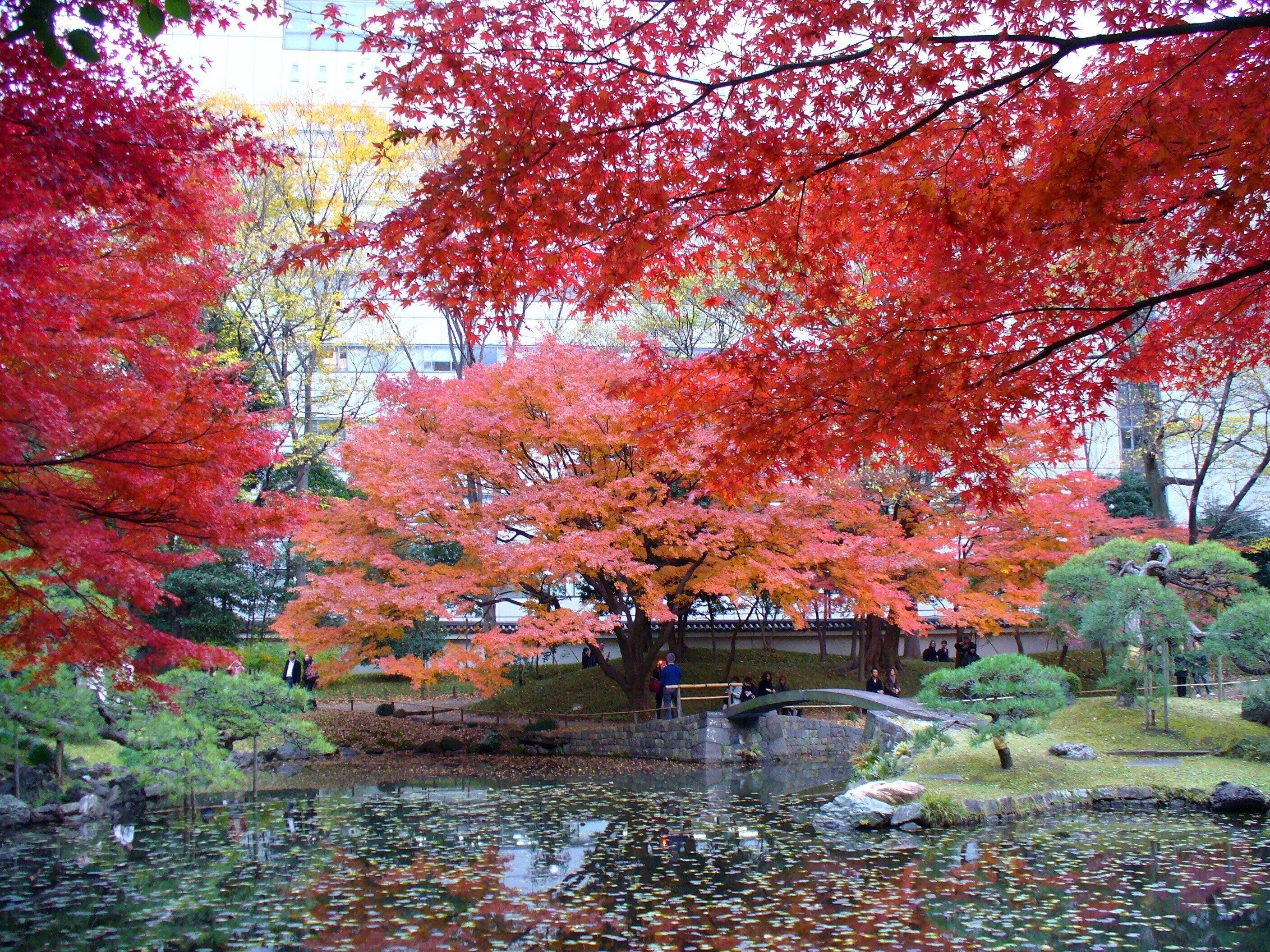 小石川植物園(2009.11.28撮影)