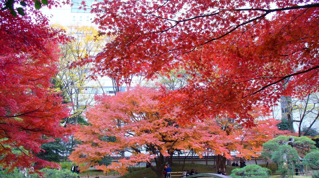 小石川植物園(2009.11.28撮影)