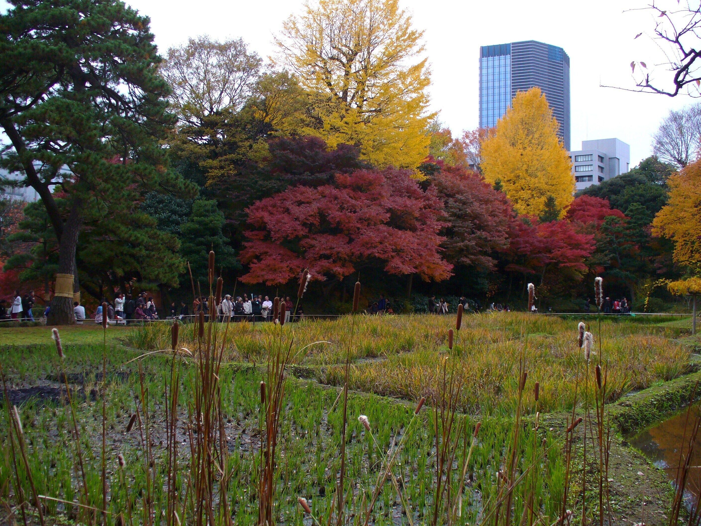 小石川植物園(2009.11.28撮影)