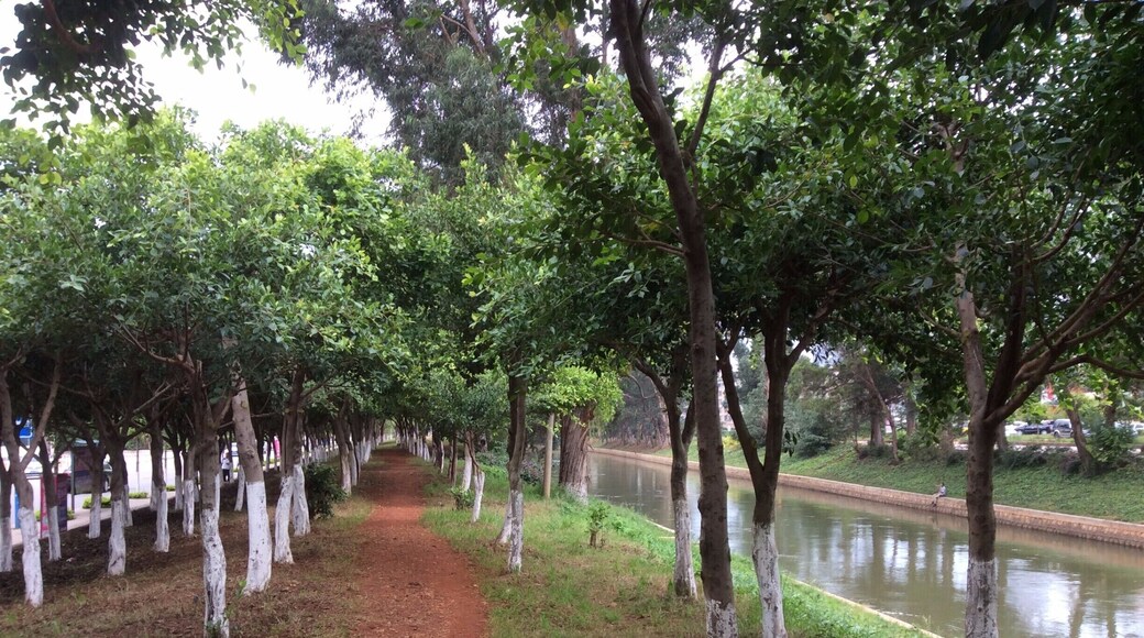 This part of the river path is opposite 财经大学(CaiJingDaXue), the University of Finance and Economics. When I first came to Kunming, I lived on the campus and taught English there. The river was here at that time, but the path was not.
That was about 6-7 years ago, and Kunming was not yet in full development mode. At that time, the university was near the edge of town and one could still see farmers riding a horse and cart bringing their wares to market.