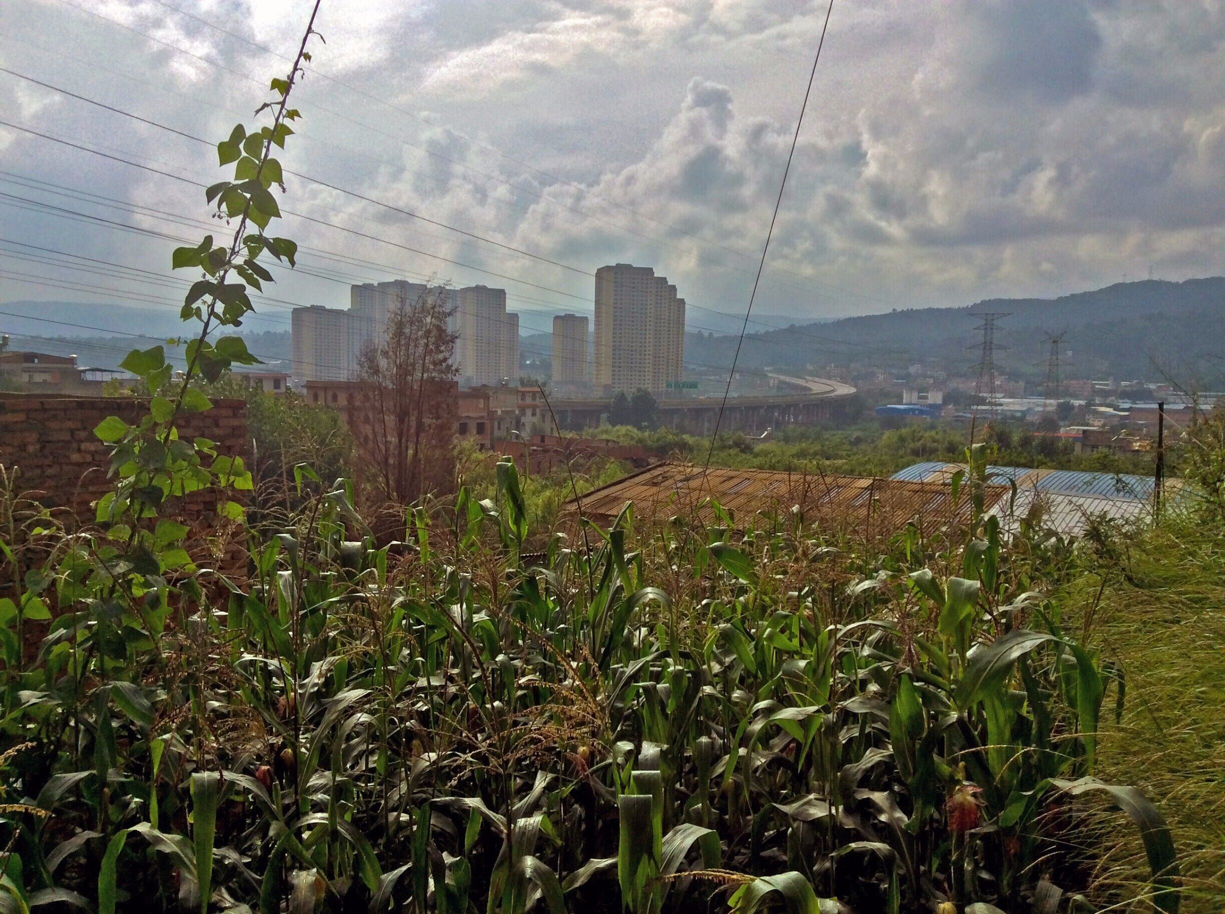 This shot is taken just 3-5 minutes walk from the Longchuan river park of Shangbacun.  The road/path is the main road of this small hillside village (the suburbs of Shangbacun?). 

I found myself in the last couple of days taking shots of corn because it is grown in all manner of ways.  Here is a patch that reaches to the shoulder of the path.  The corn has a nice view of China's urbanization efforts what with the new ring road(number 3 or 4...lost count) and yet another living complex.