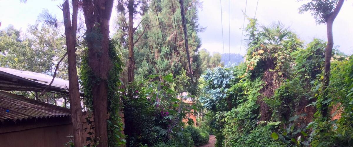 A narrow, rocky path surrounded by dense greenery and trees.