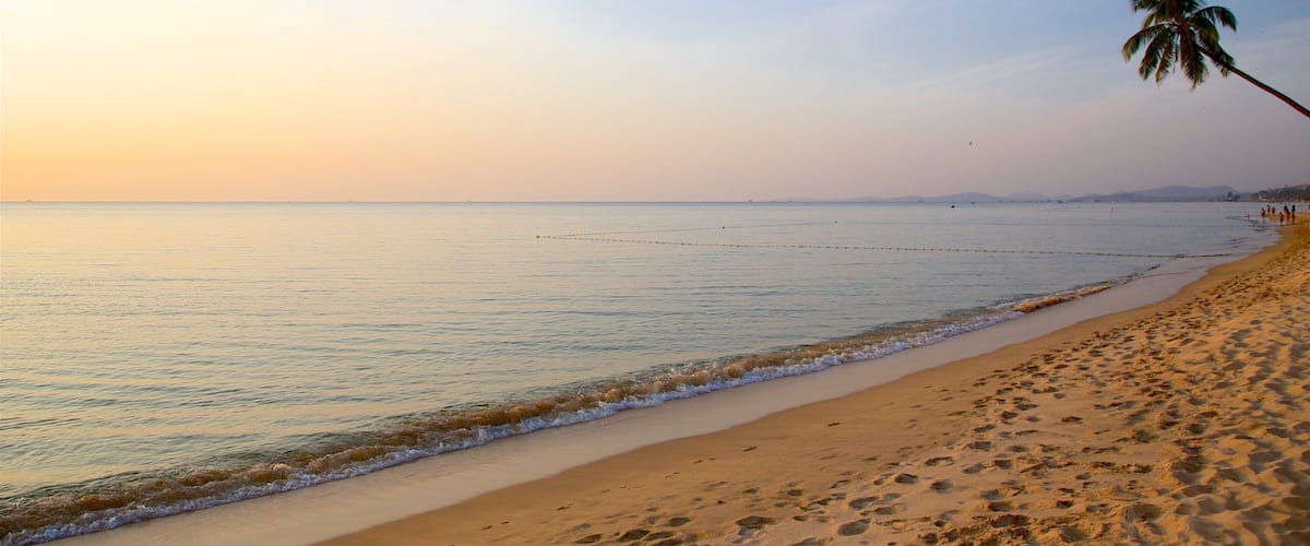 A beach with footprints in the sand and a palm tree.