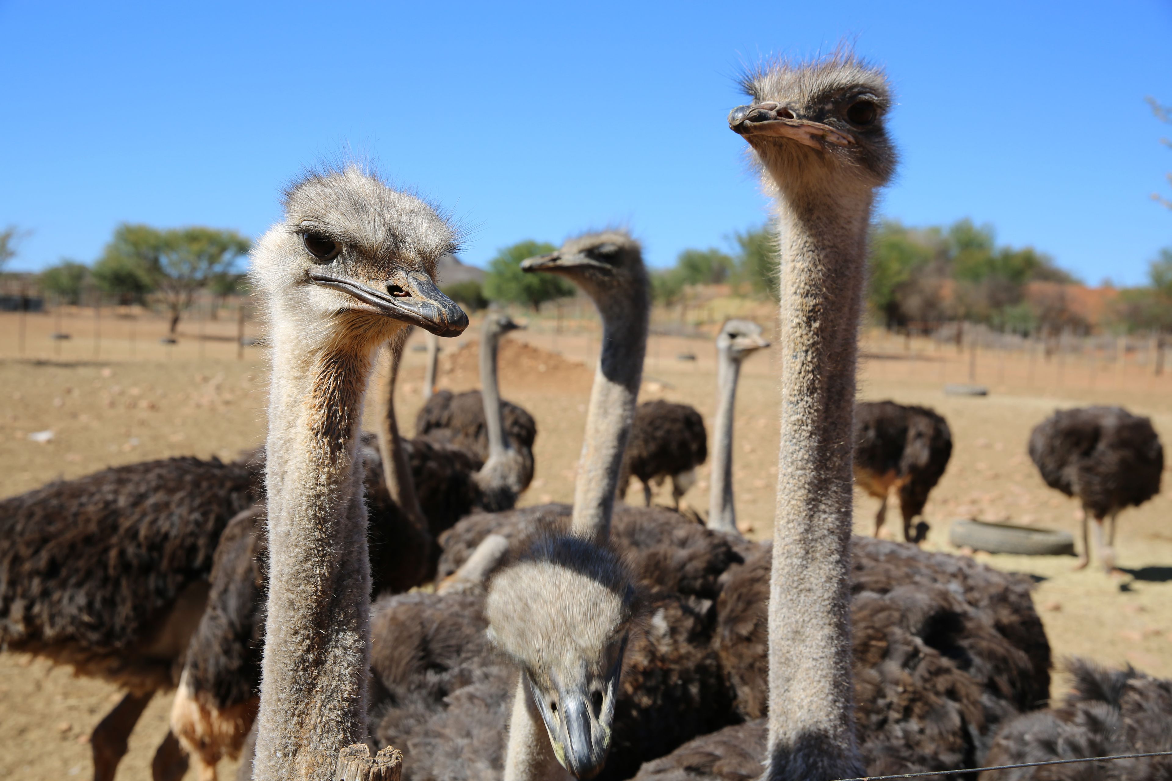 Ostriches in Oudtshoorn. South Africa