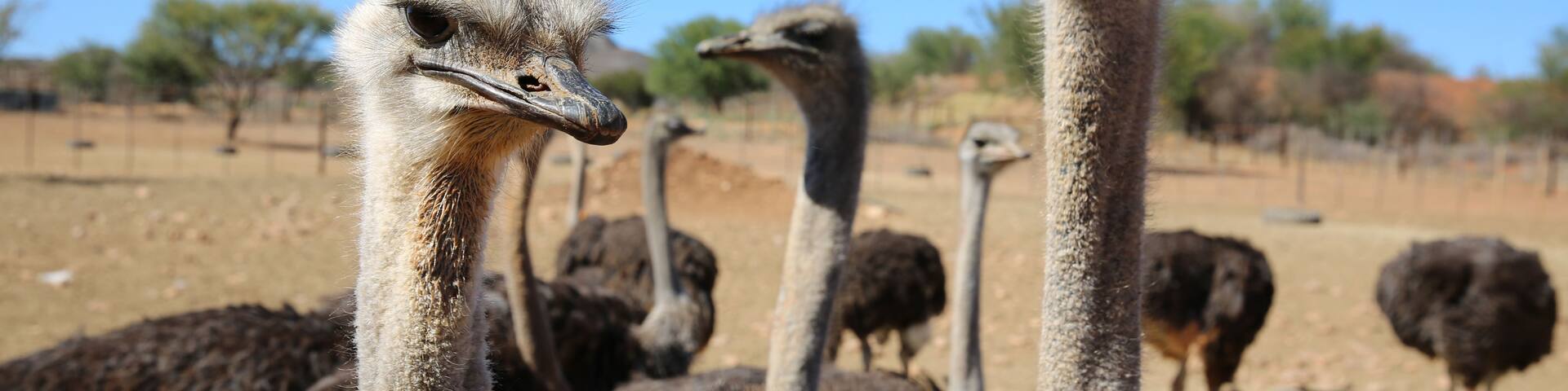 A group of ostriches in a dry, open landscape with sparse vegetation and a clear blue sky.