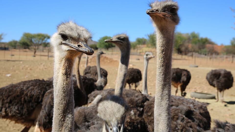 Ostriches in Oudtshoorn. South Africa