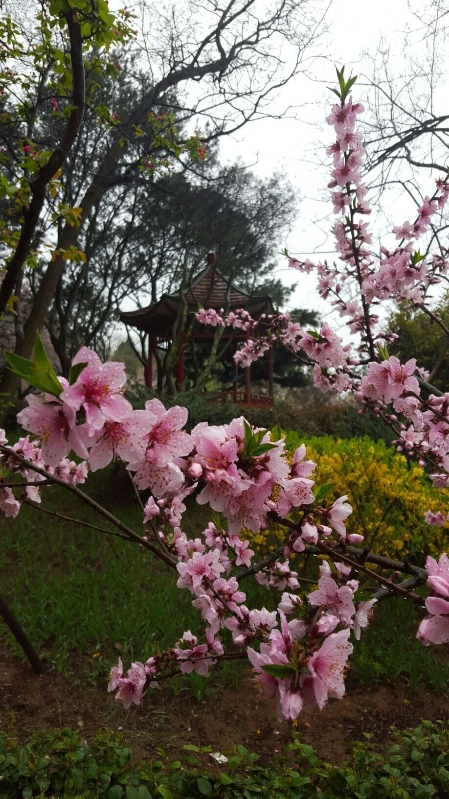 Qingdao's Zhongshan Park is best visited in spring when the cherry blossoms are in bloom.