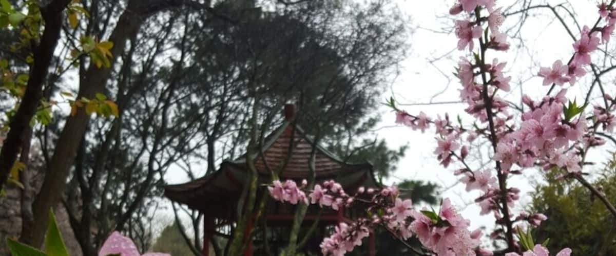 Qingdao's Zhongshan Park is best visited in spring when the cherry blossoms are in bloom.