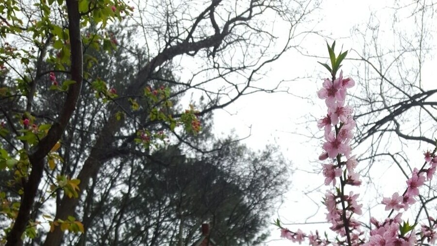 Qingdao's Zhongshan Park is best visited in spring when the cherry blossoms are in bloom.