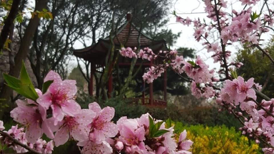 Qingdao's Zhongshan Park is best visited in spring when the cherry blossoms are in bloom.