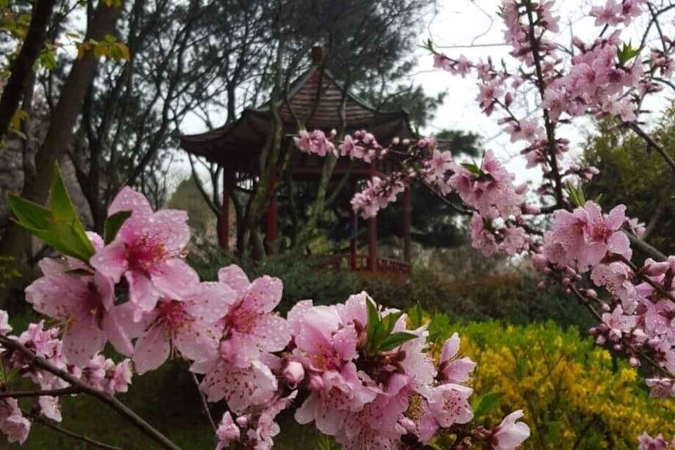 Uma cerejeira florida com flores cor-de-rosa em um jardim.