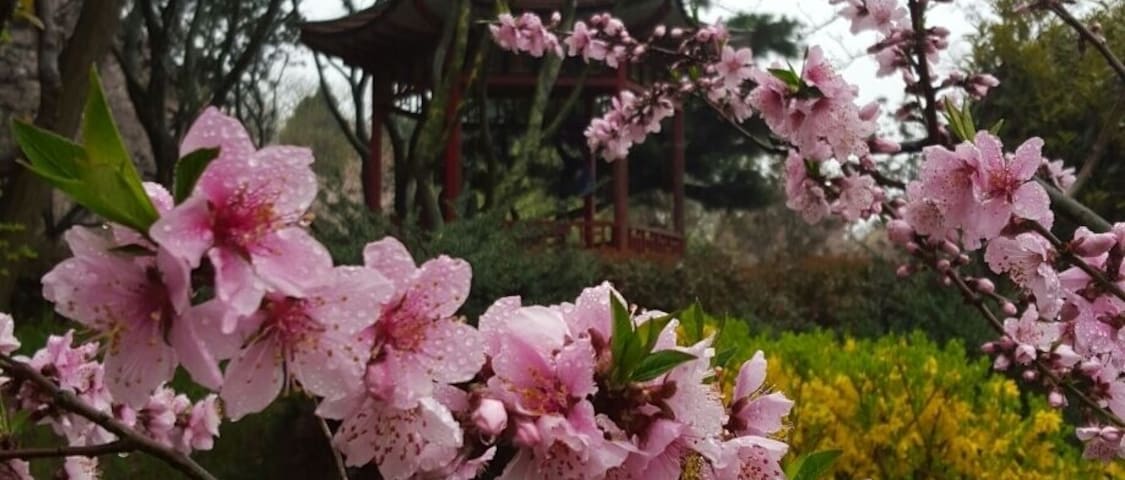 Qingdao's Zhongshan Park is best visited in spring when the cherry blossoms are in bloom.