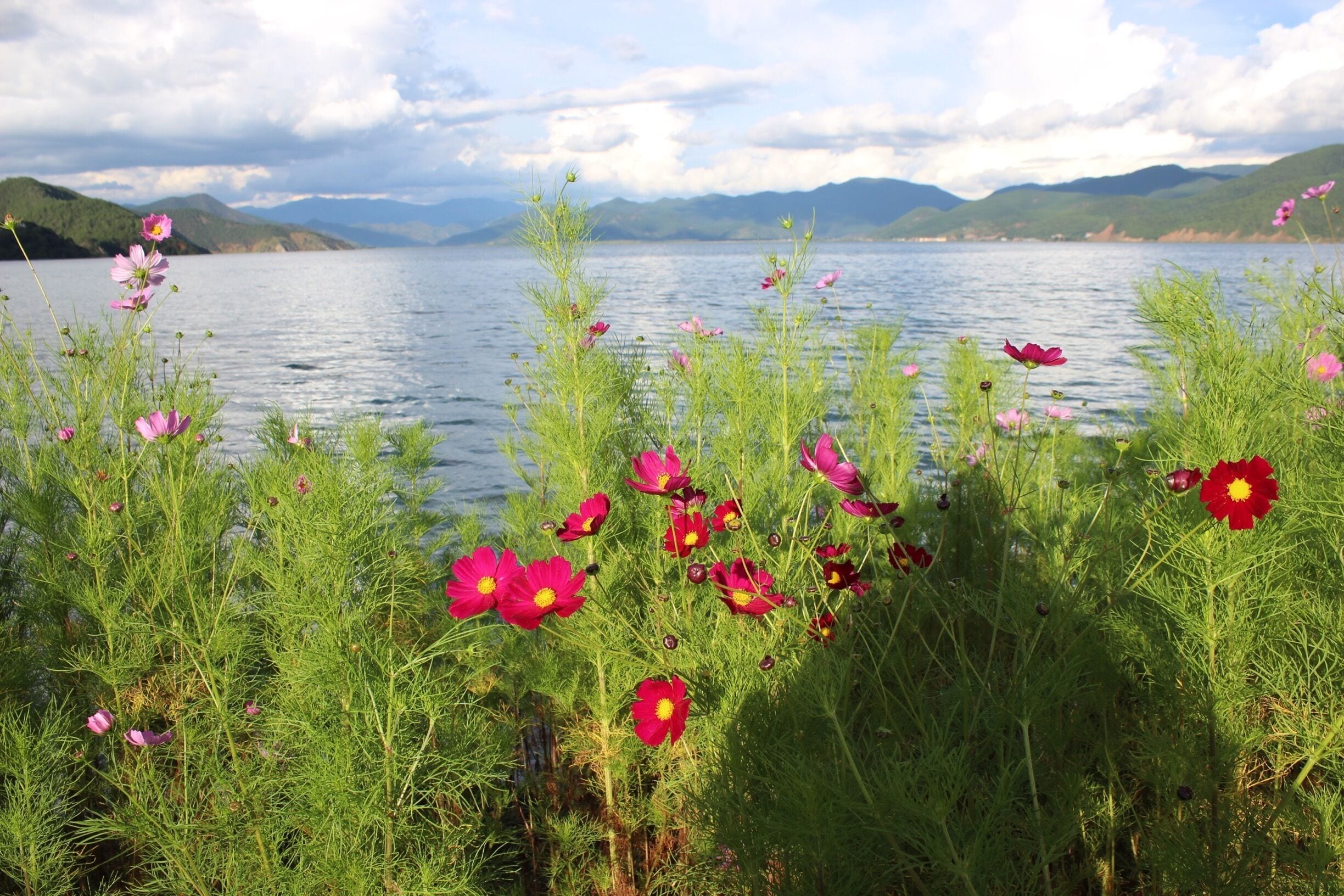 A lake with pink and red flowers in the foreground and mountains in the background.