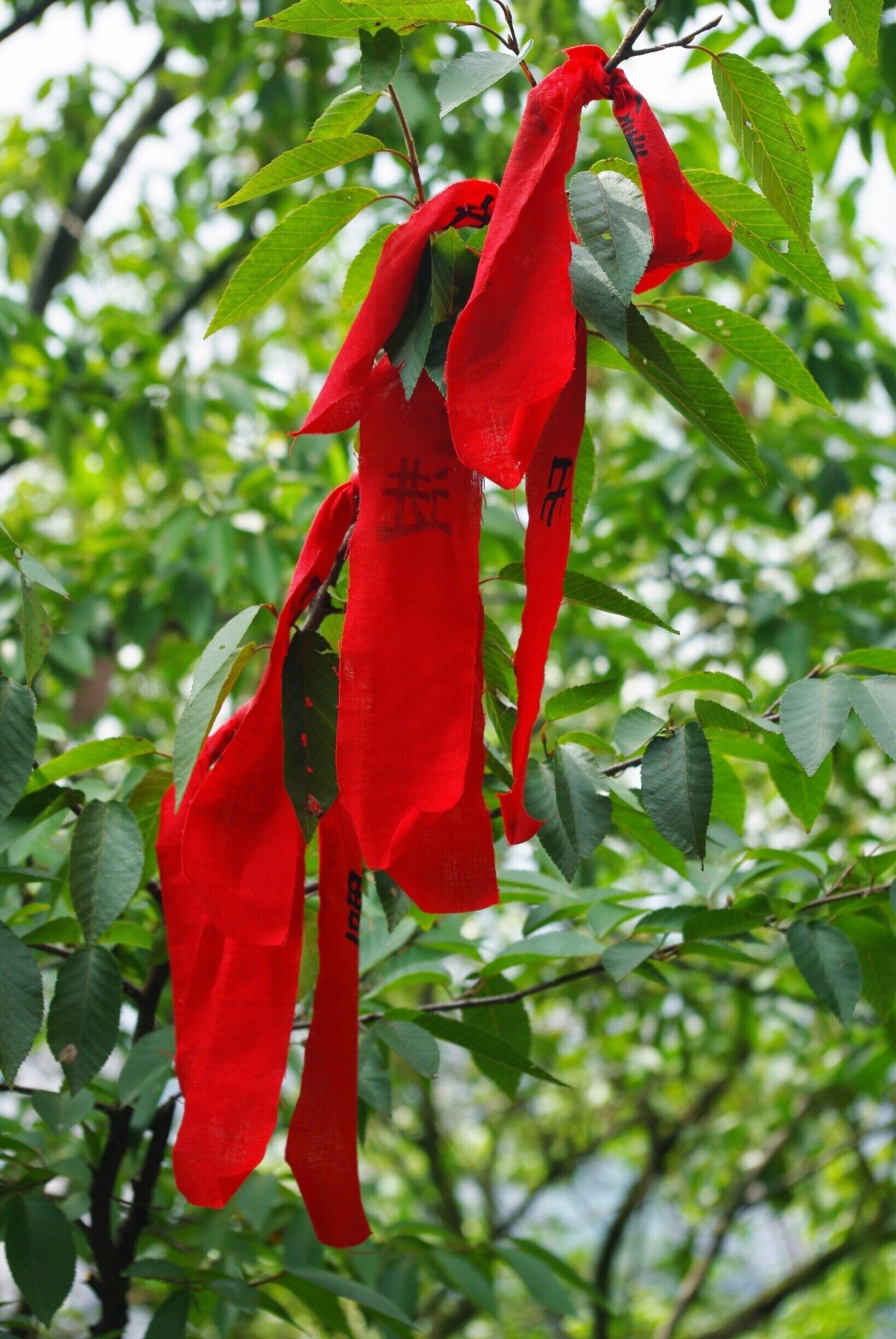 Lucky #red ribbons dot the trees at Qianling Mountain Park. 
The ribbons, which feature Buddhist blessings, can be purchased via a small donation at the mountaintop monastery in the park.
#china #guiyang