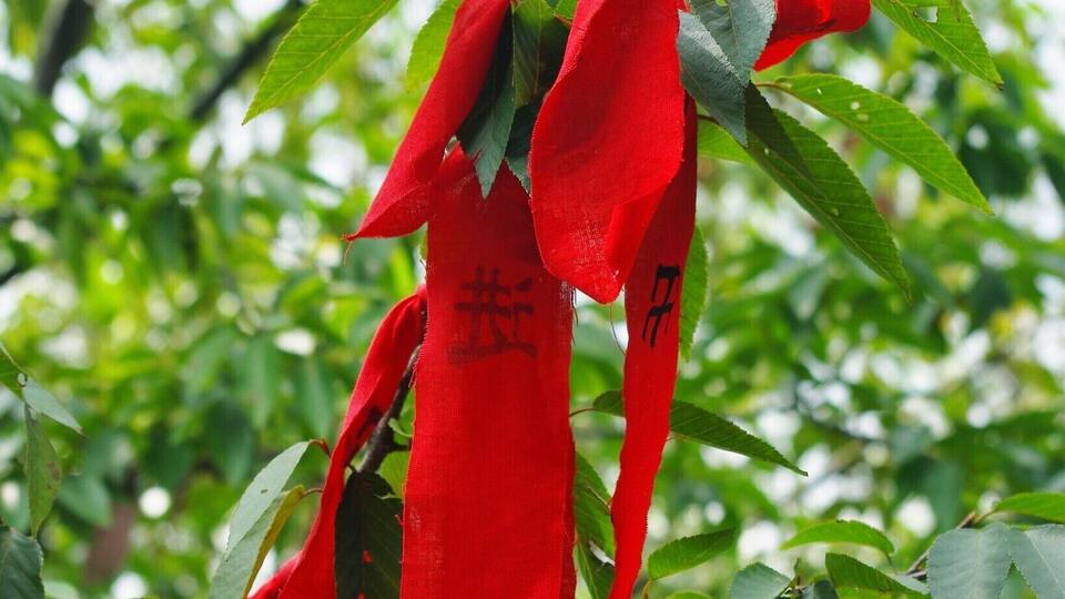 Lucky #red ribbons dot the trees at Qianling Mountain Park.
The ribbons, which feature Buddhist blessings, can be purchased via a small donation at the mountaintop monastery in the park.
#china #guiyang