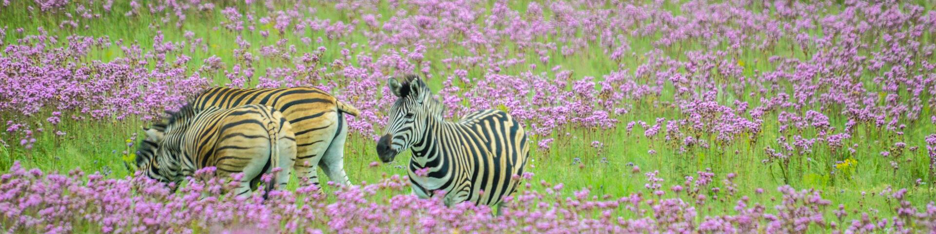 Beautiful Rietvlei nature reserve near Pretoria and Centurion lined with purple pompom weeds (Campuloclinium macrocephalum)root system