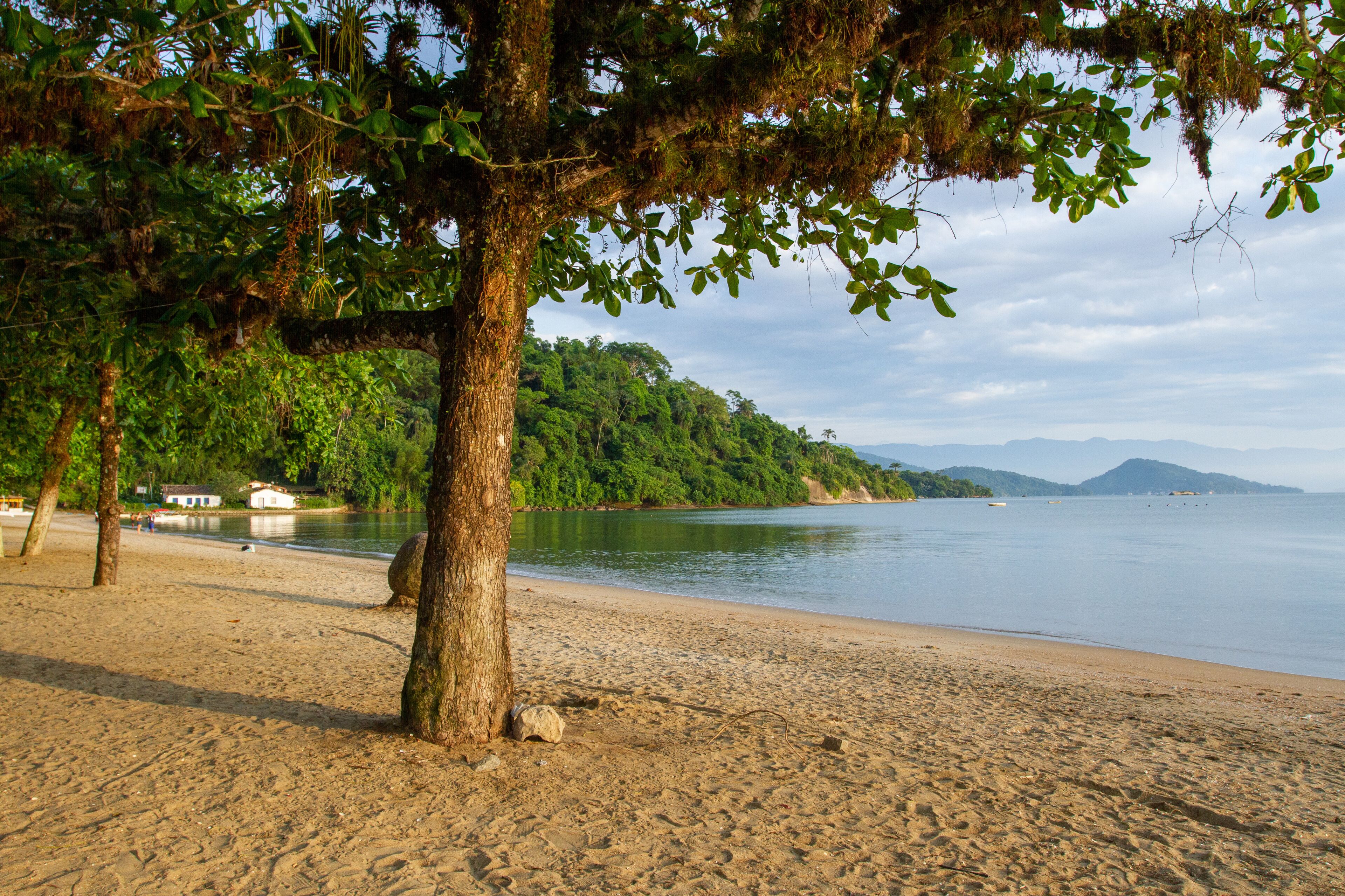 A sandy beach with a large tree in the foreground, a calm lake, and a forested hillside in the background.