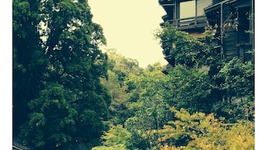Un río serpentea por una zona boscosa, con una estructura de madera a la derecha.