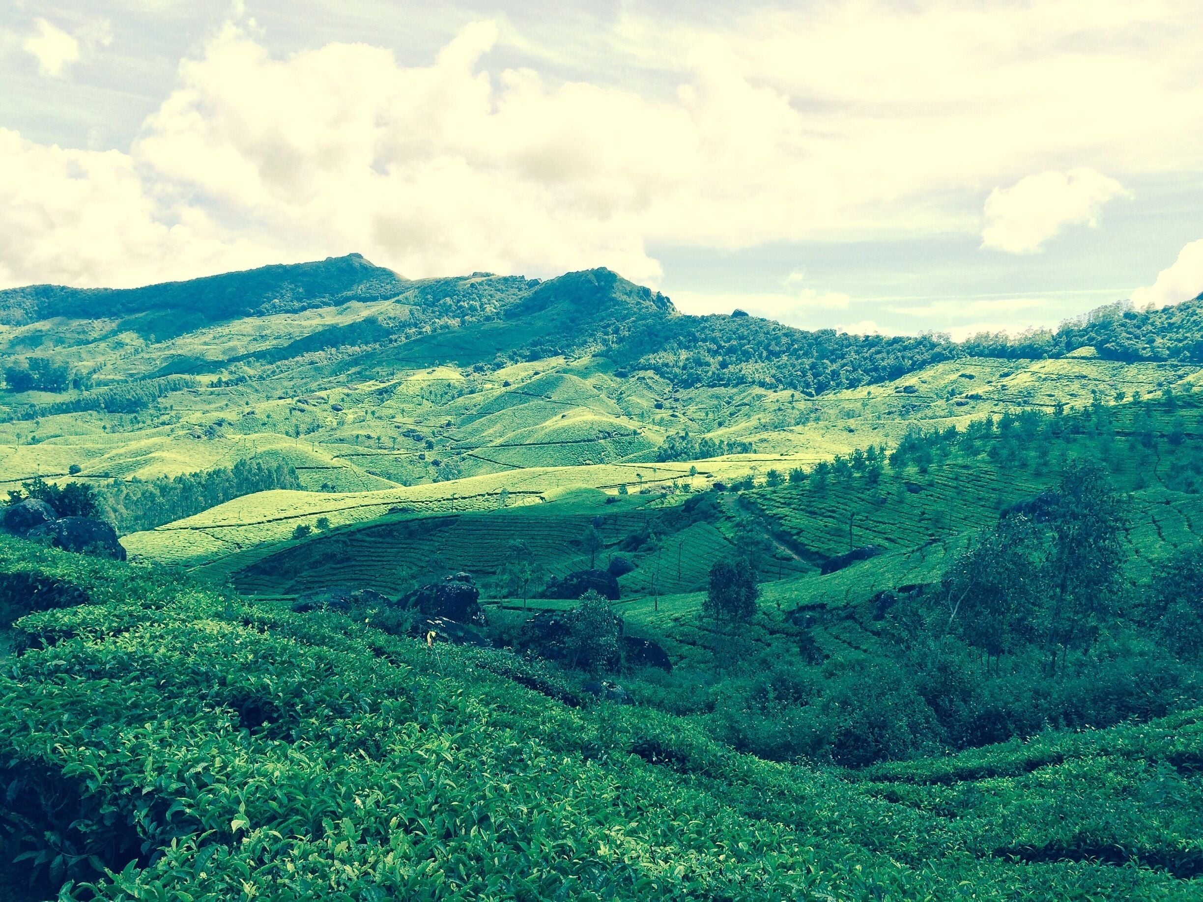 Western Ghats, Munnar.